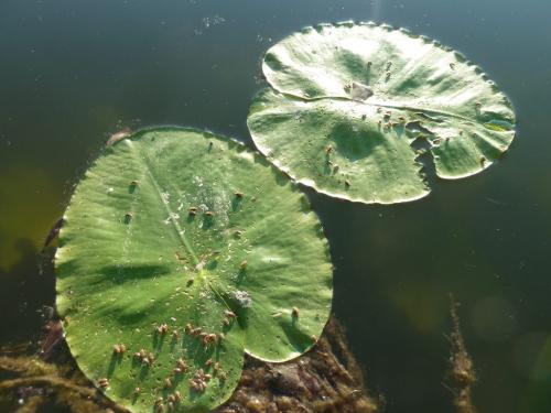 Réf. 228 768 : Galerucella nymphaeae